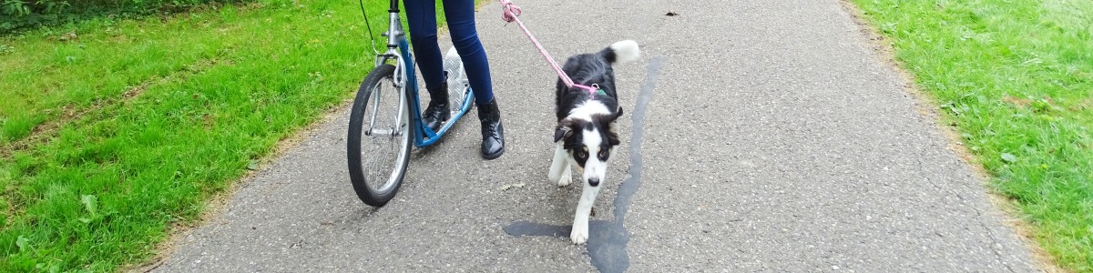 Steppen met je hond bij hondenschool Fenna